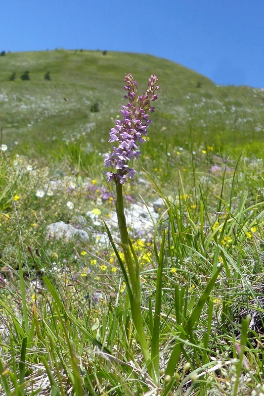 Orchidee a Campo Imperatore tra Medioevo e wilderness  primavera 2023